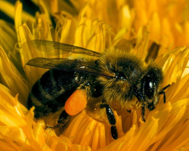 Summ-sationeller Kindergeburtstag: Bienenmuseum Illertissen