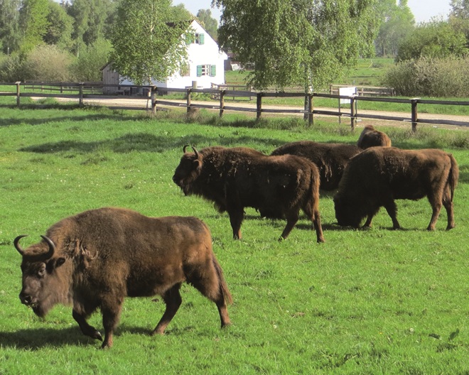 Kindergeburtstag in der Natur: Haus im Moos Karlshuld