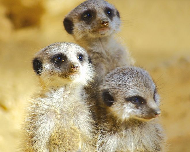 Tierischer Kindergeburtstag: ZOO Augsburg
