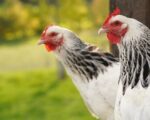 Kindergeburtstag mit Bauernhof-Abenteuer: Sieber Hof Inchenhofen