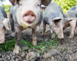 Kindergeburtstag mit Bauernhof-Abenteuer: Sieber Hof Inchenhofen