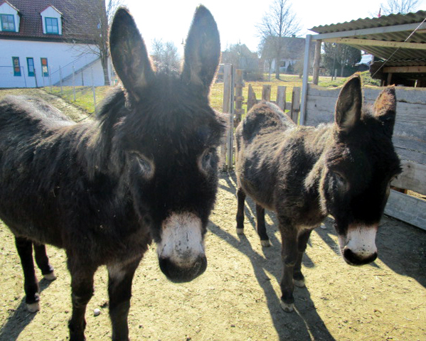 Esel kennenlernen auf der Eselalpe