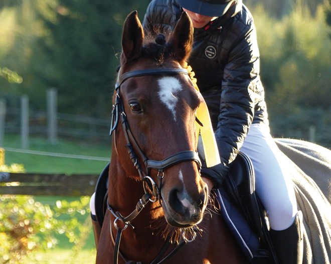 Reitunterricht im Stall Starlight